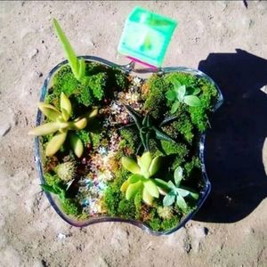 Plants